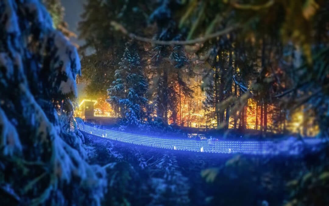 Capilano Night Walk